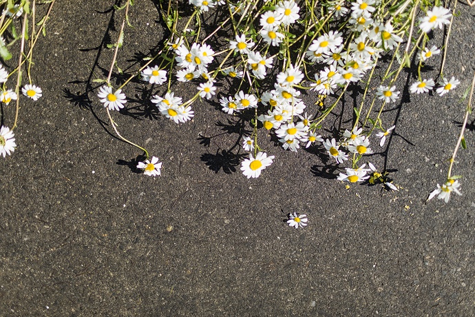 © Foto: Darko Todorovic