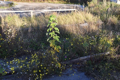 Flora am Innsbrucker Hauptbahnhofareal