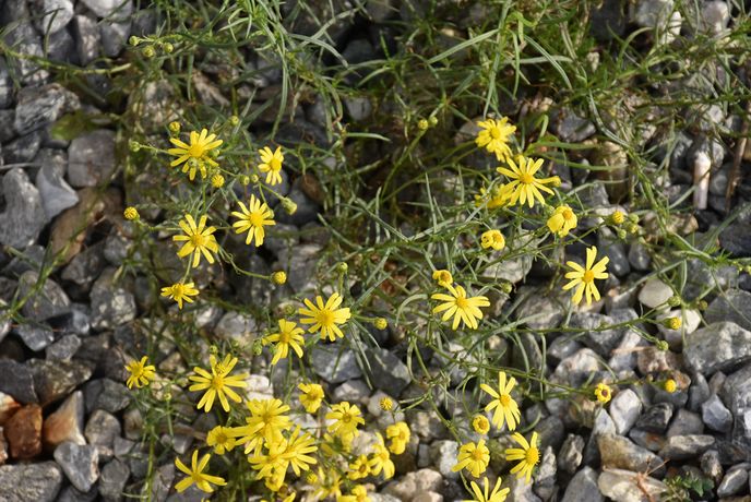 Flora am Innsbrucker Hauptbahnhofareal